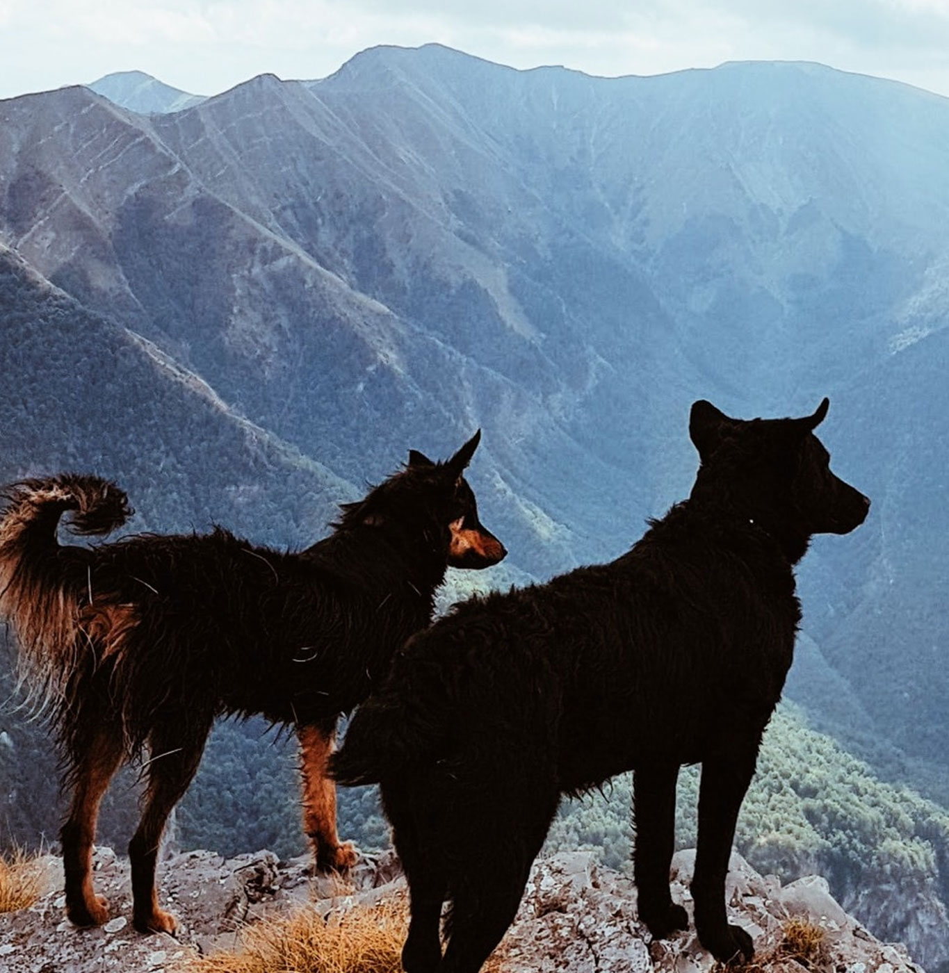 two dogs on mountain in Colorado